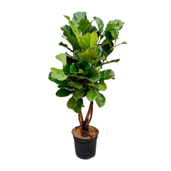 Ficus Lyrata vertakt ↕ 200 cm hoog  ⟷ 32 cm pot