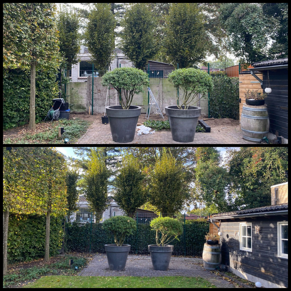 Hedera Hibernica - Klimop - Kant-en-Klaar Haag ↕ 150 cm hoog ⟷ 120 cm pot