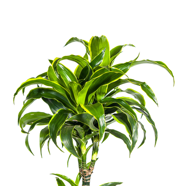 Dracaena Deremensis Dorado ↕ 170 cm hoog ⟷ 27 cm pot