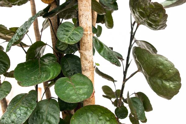 Polysicas Fabian ↕ 150 cm hoog  ⟷ 30 cm pot