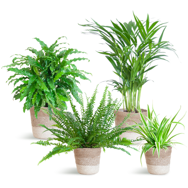 Diervriendelijke plantenset met mand