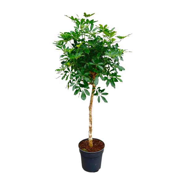 Schefflera op stam ↕ 170 cm hoog ⟷ 35 cm pot