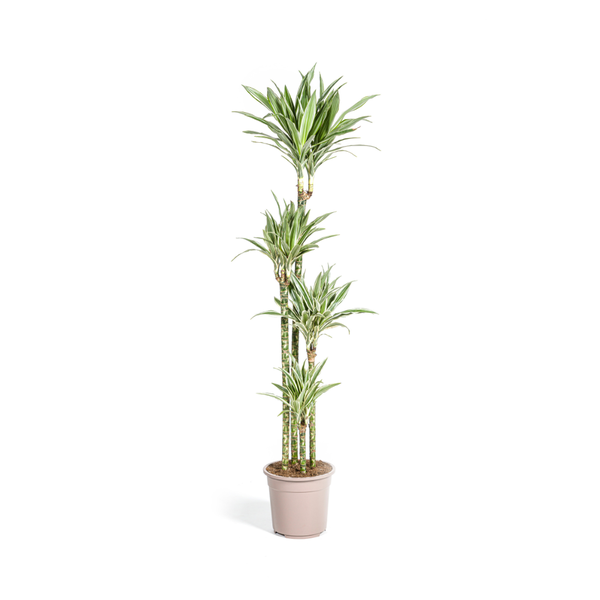 Dracaena Deremensis White Stripe ↕ 150 cm hoog  ⟷ 27 cm pot