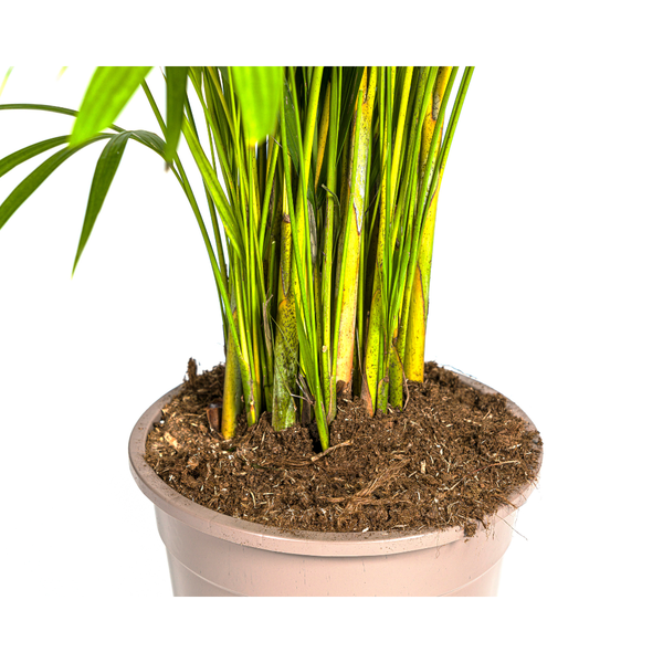 Dypsis Lutescens Areca Palm ↕ 150 cm hoog ⟷ 27 cm pot