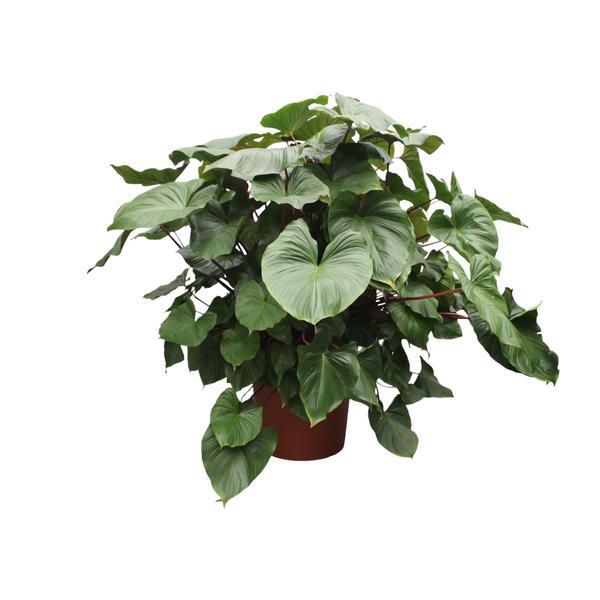 Homalomena Rubescens Maggy ↕ 160 cm hoog  ⟷ 50 cm pot