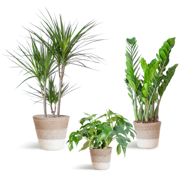 Schaduw Plantenbox - met mand wit ↕ 21 cm hoog ⟷ 95 cm pot