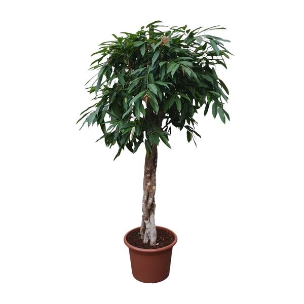 Ficus Amstel King gevlochten stam ↕ 190 cm hoog ⟷ 45 cm pot