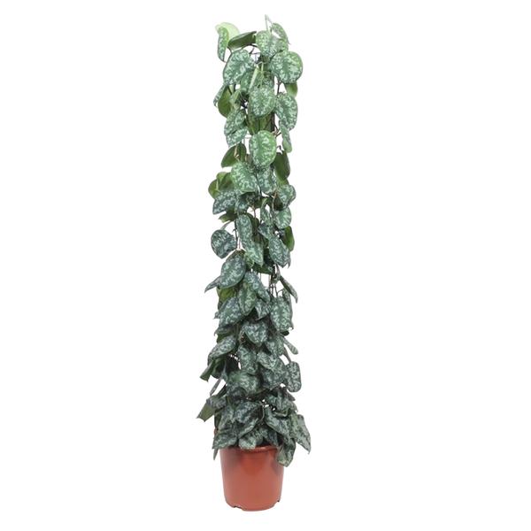 Scindapsus Pictus Trebie gaasrek ↕ 150 cm hoog  ⟷ 27 cm pot