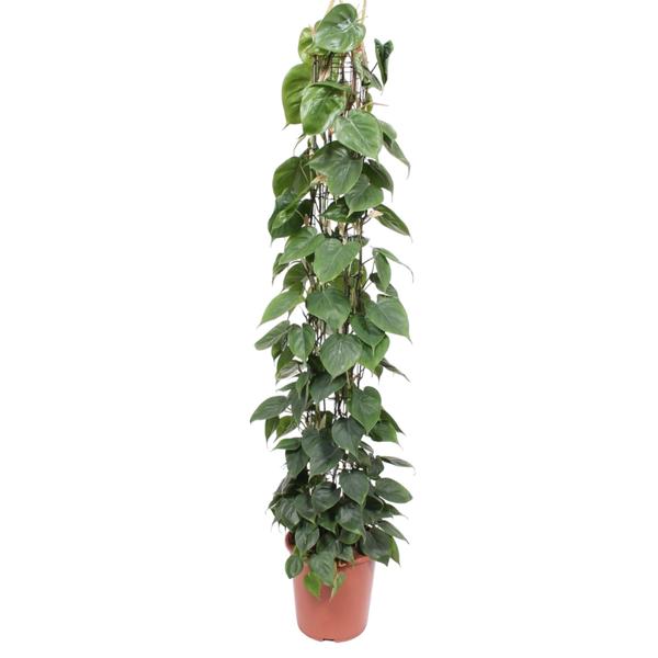 Philodendron Scandens gaasrek ↕ 160 cm hoog  ⟷ 27 cm pot
