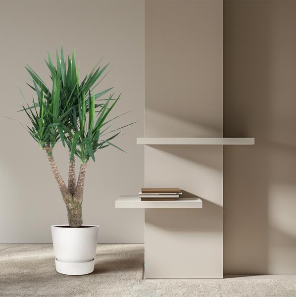 Yucca Elephantipe vertakt ↕ 150 cm hoog ⟷ 31 cm pot