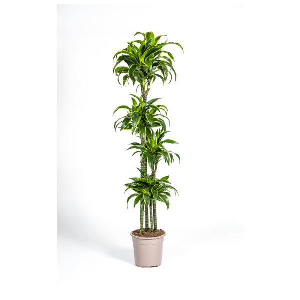 Dracaena Deremensis Dorado ↕ 170 cm hoog ⟷ 27 cm pot