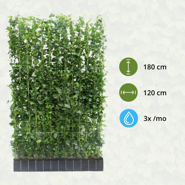 Hedera Hibernica - Klimop - Kant-en-Klaar Haag ↕ 180 cm hoog ⟷ 120 cm pot