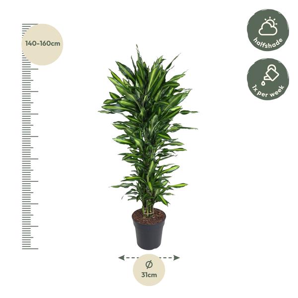 Dracaena Cintho vertakt ↕ 150 cm hoog ⟷ 31 cm pot