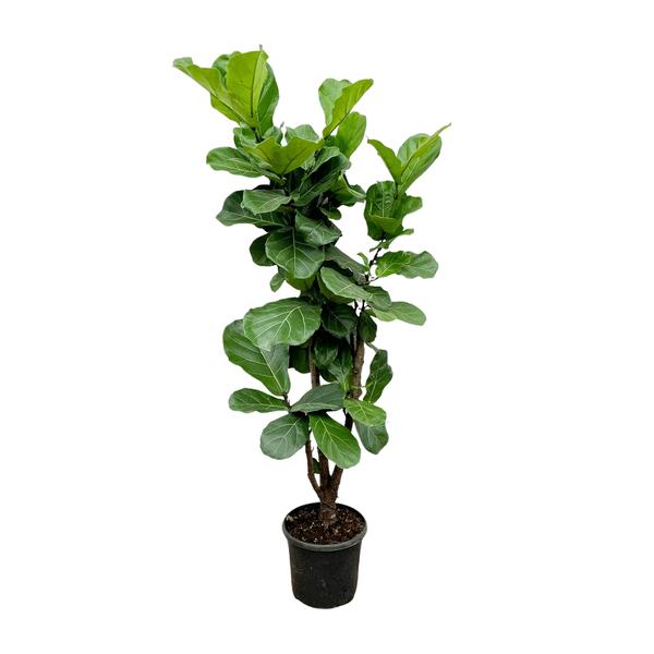 Ficus Lyrata vertakt ↕ 170 cm hoog  ⟷ 32 cm pot