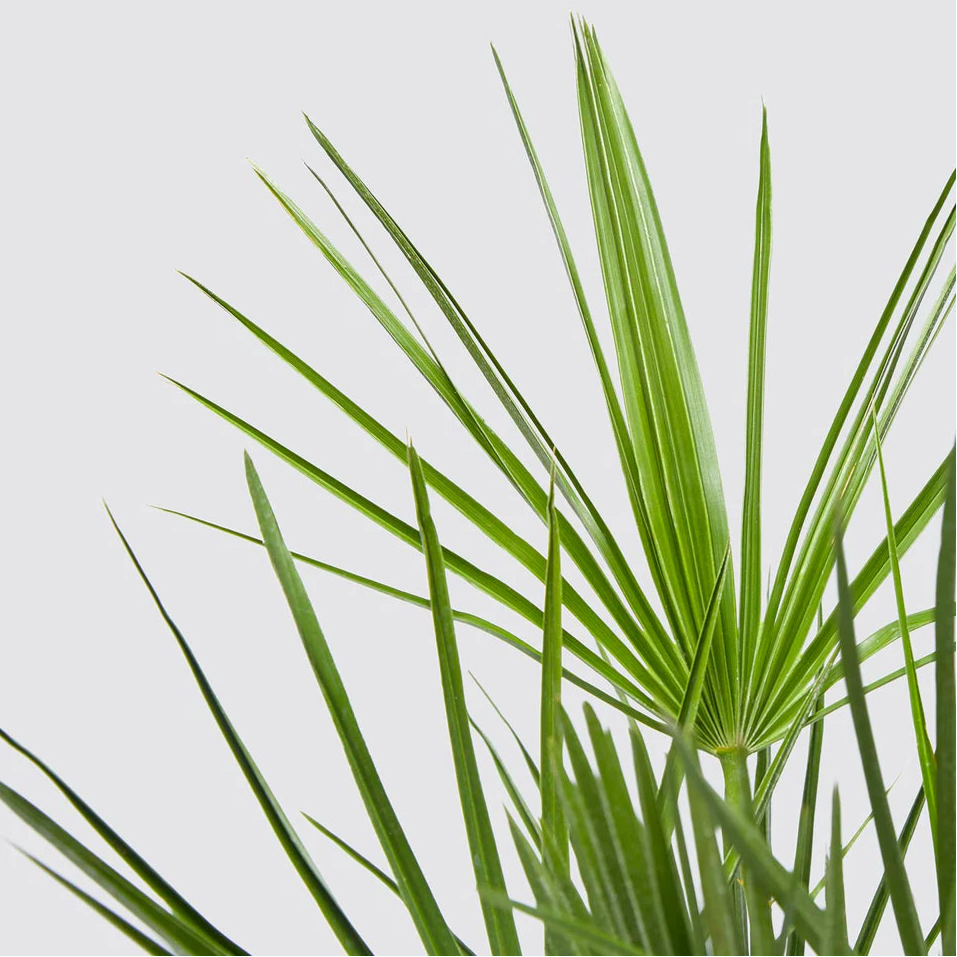 Chamaerops Humilis struik ↕ 150 cm hoog ⟷ 30 cm