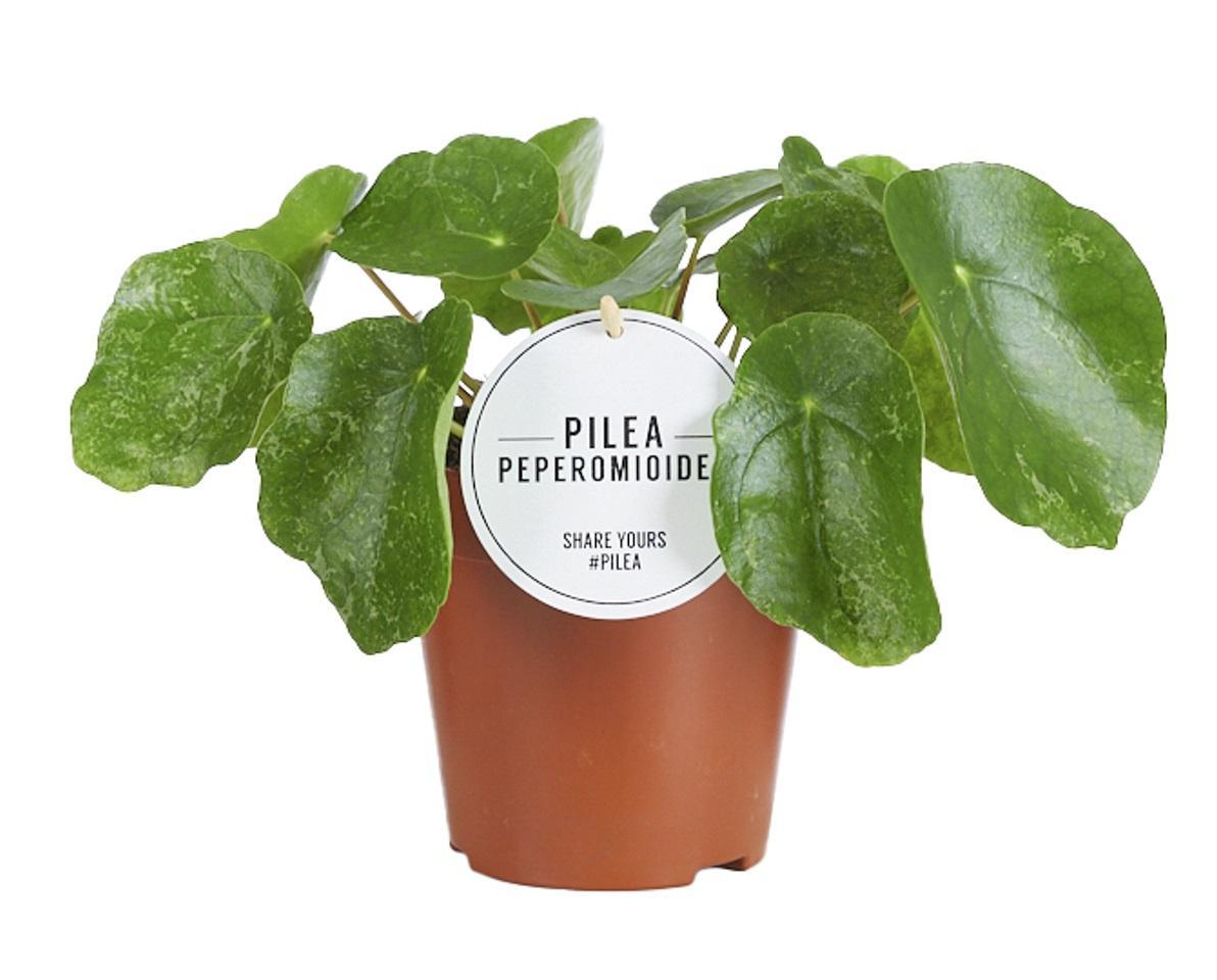 Pilea Sugar ↕ 20 cm hoog ⟷ 13 cm pot