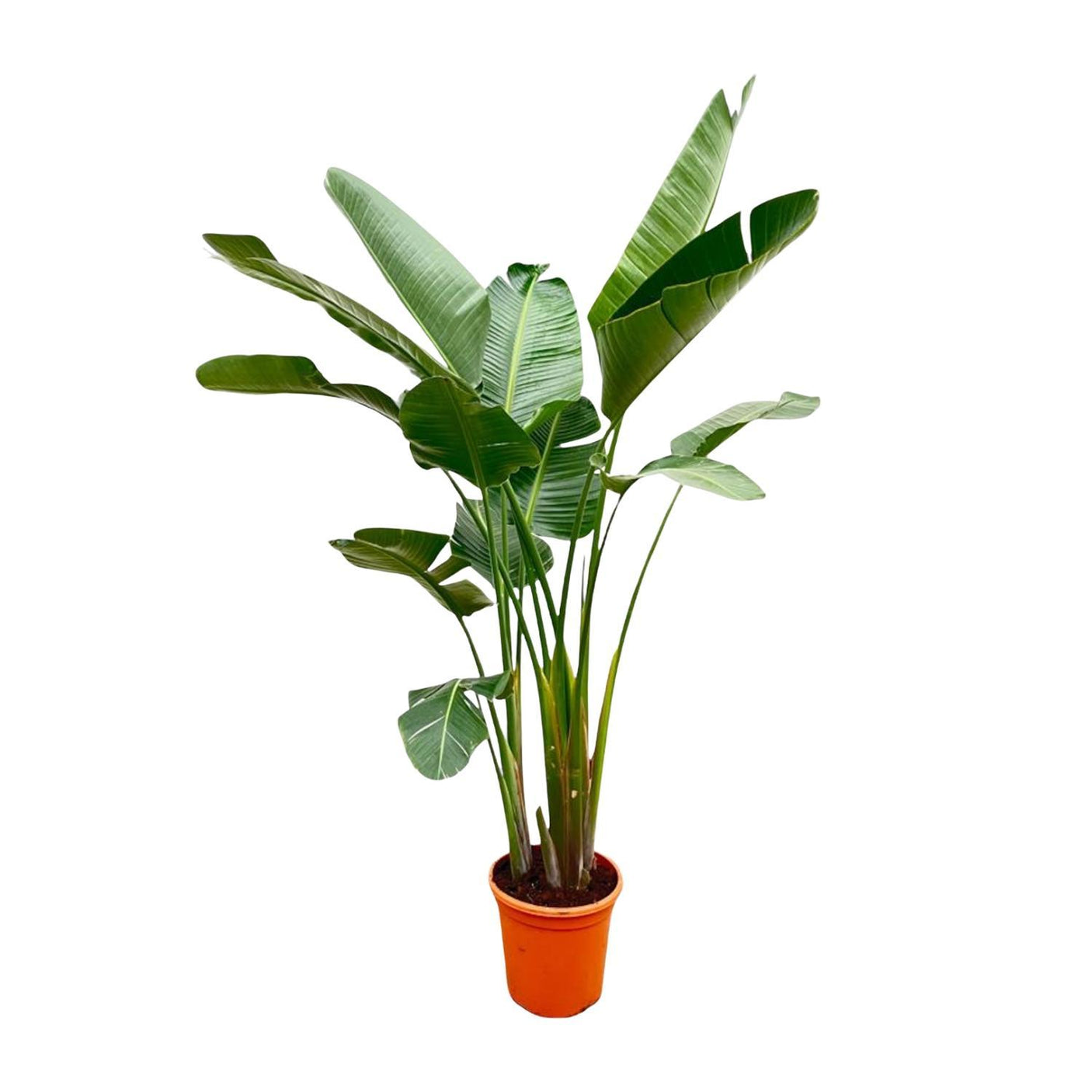 Strelitzia Augusta Multi Stam ↕ 250 cm hoog  ⟷ 38 cm pot