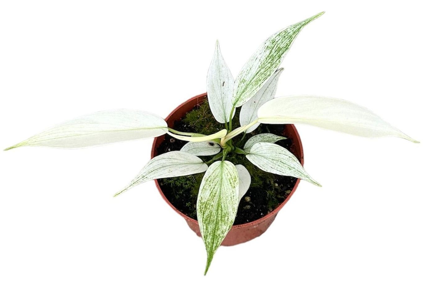 Philodendron Florida Ghost ↕ 15 cm hoog ⟷ 10,5 cm pot