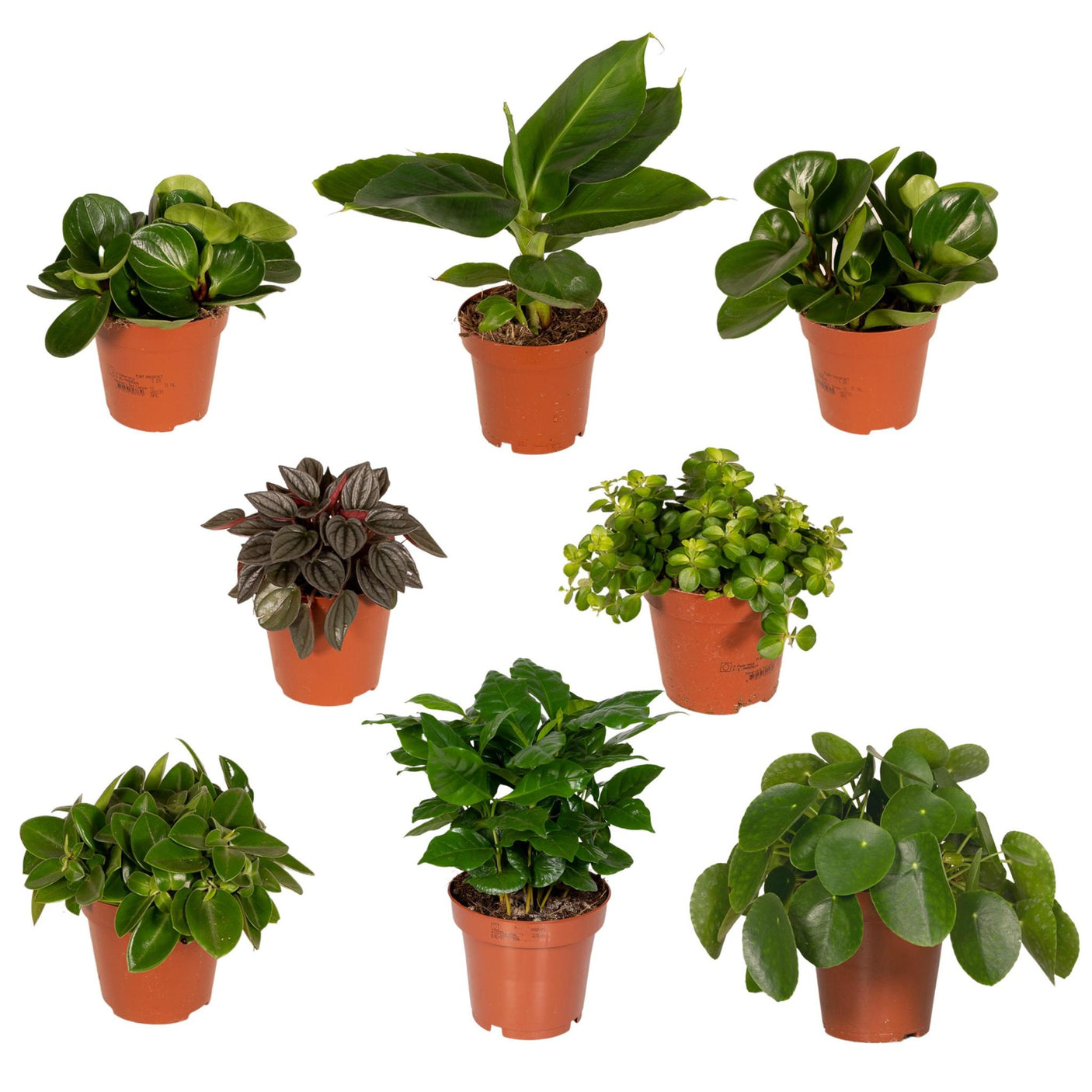 Plantaza Groene Verrassingsbox ↕ 20-30 cm hoog ⟷ 10-12 cm pot - 8 kamerplanten