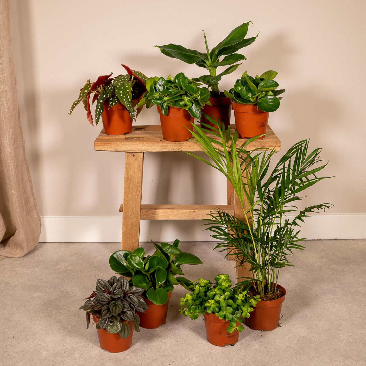 Plantaza Groene Verrassingsbox ↕ 20-30 cm hoog ⟷ 10-12 cm pot - 8 kamerplanten