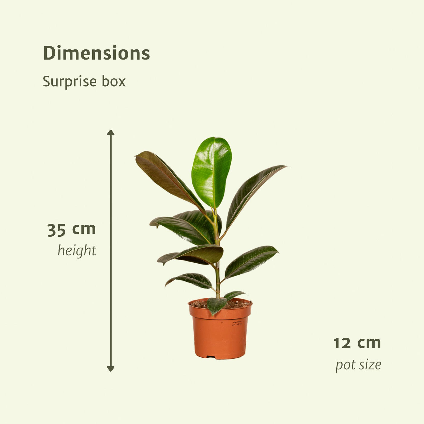 Plantaza Caja Sorpresa Verde - ↕ 35 cm de alto ⟷ maceta de 12 cm - 6 plantas de interior