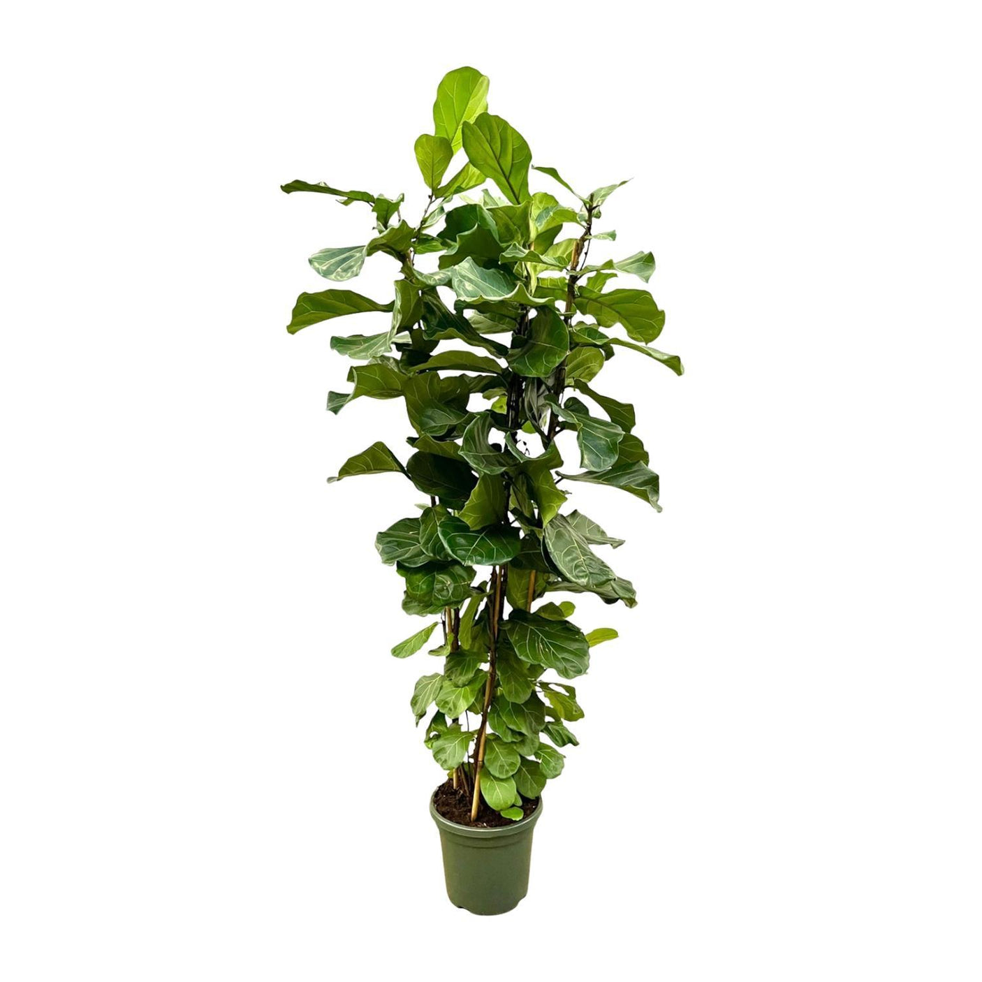 Ficus Lyrata struik ↕ 220 cm hoog ⟷ 40 cm pot