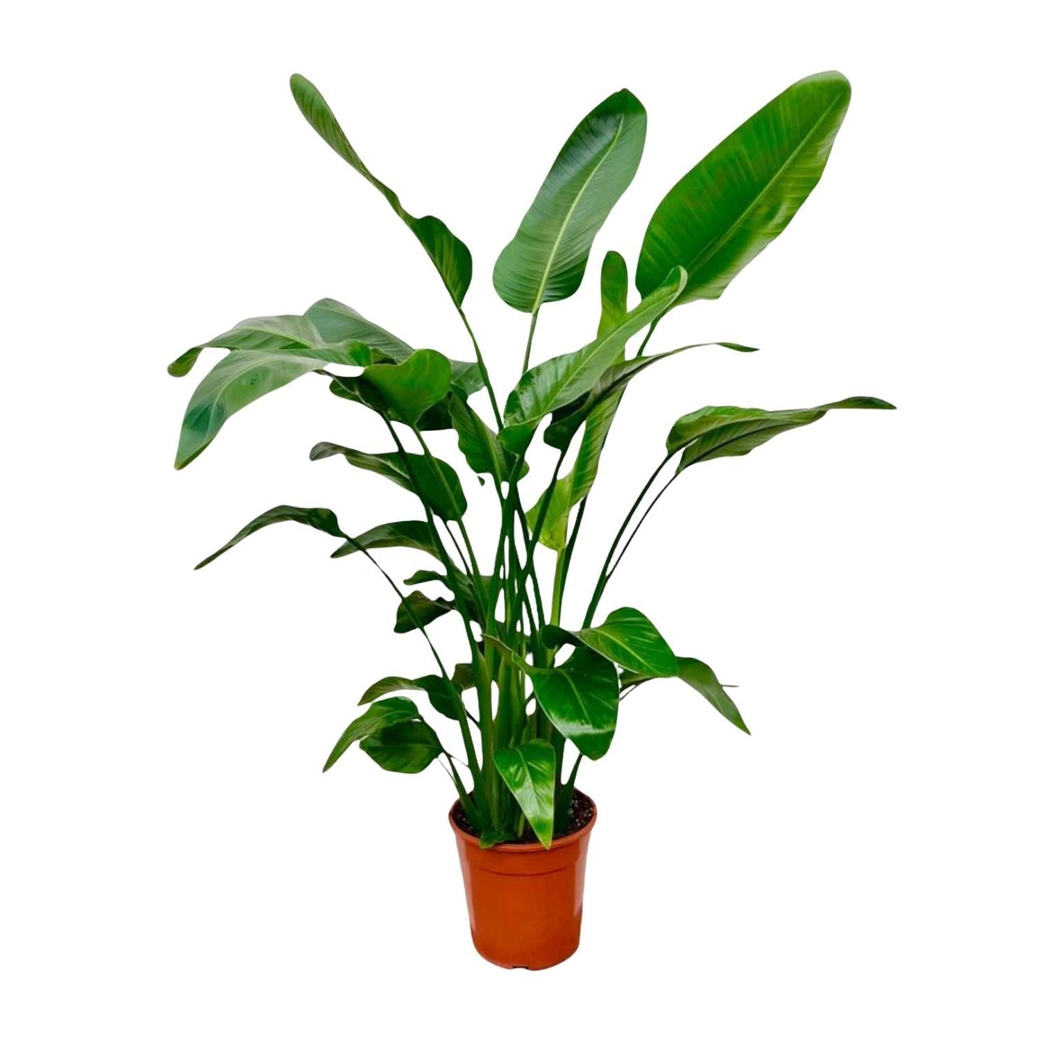 Strelitzia Nicolai ↕ 150 cm hoog  ⟷ 24 cm pot