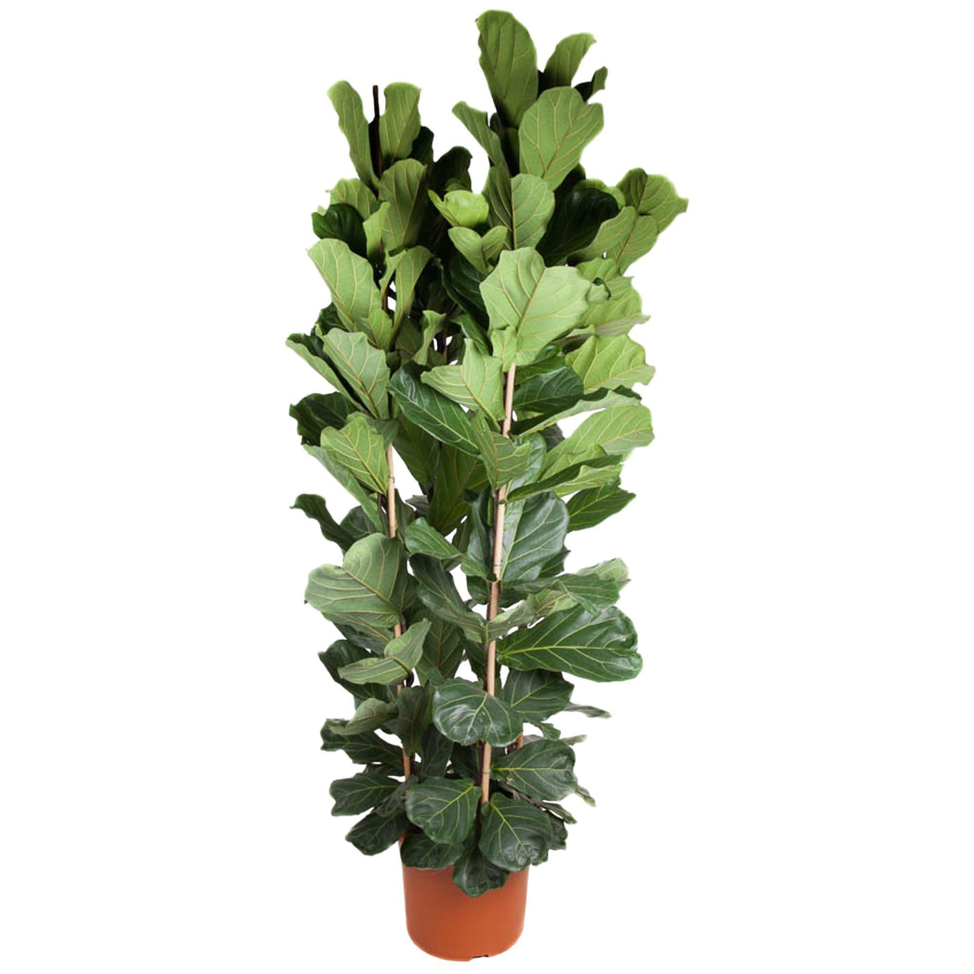 Ficus Lyrata struik ↕ 240 cm hoog ⟷ 48 cm pot
