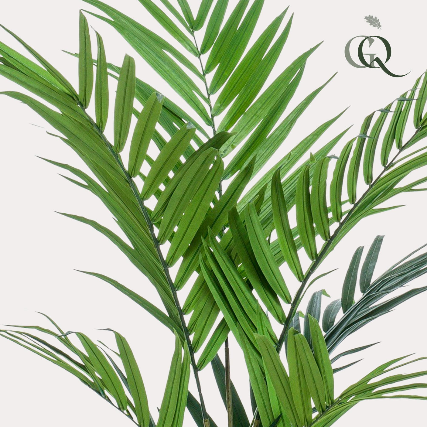 Kentia -Kentiapalm - ↕ 180cm hoog ⟷ 15 cm pot