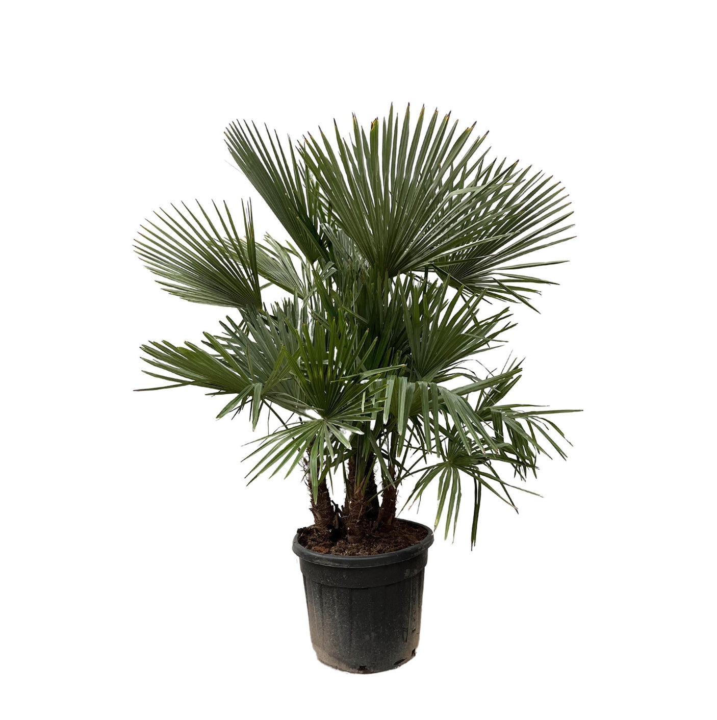Trachycarpus Fortunei Multistam ↕ 200 cm hoog ⟷ 45 cm pot