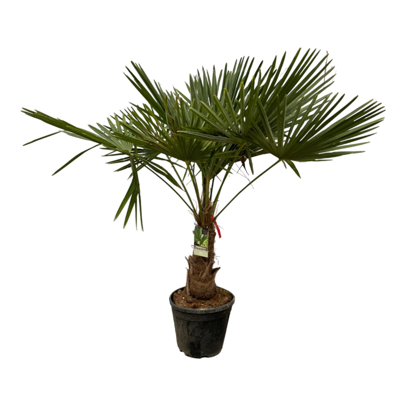 Trachycarpus Fortunei ↕ 200 cm hoog ⟷ 30 cm pot