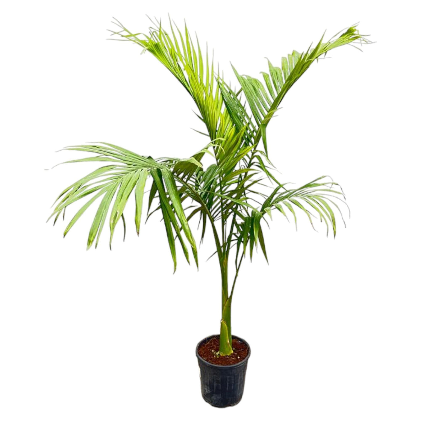 Archontophoenix Alexandrae ↕ 200 cm hoog ⟷ 30 cm pot