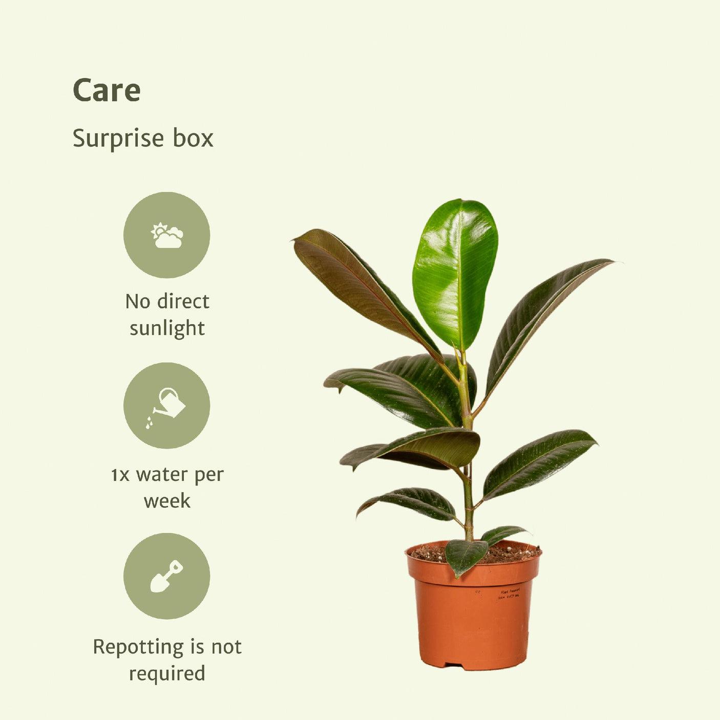 Plantaza Caja Sorpresa Verde - ↕ 35 cm de alto ⟷ maceta de 12 cm - 6 plantas de interior