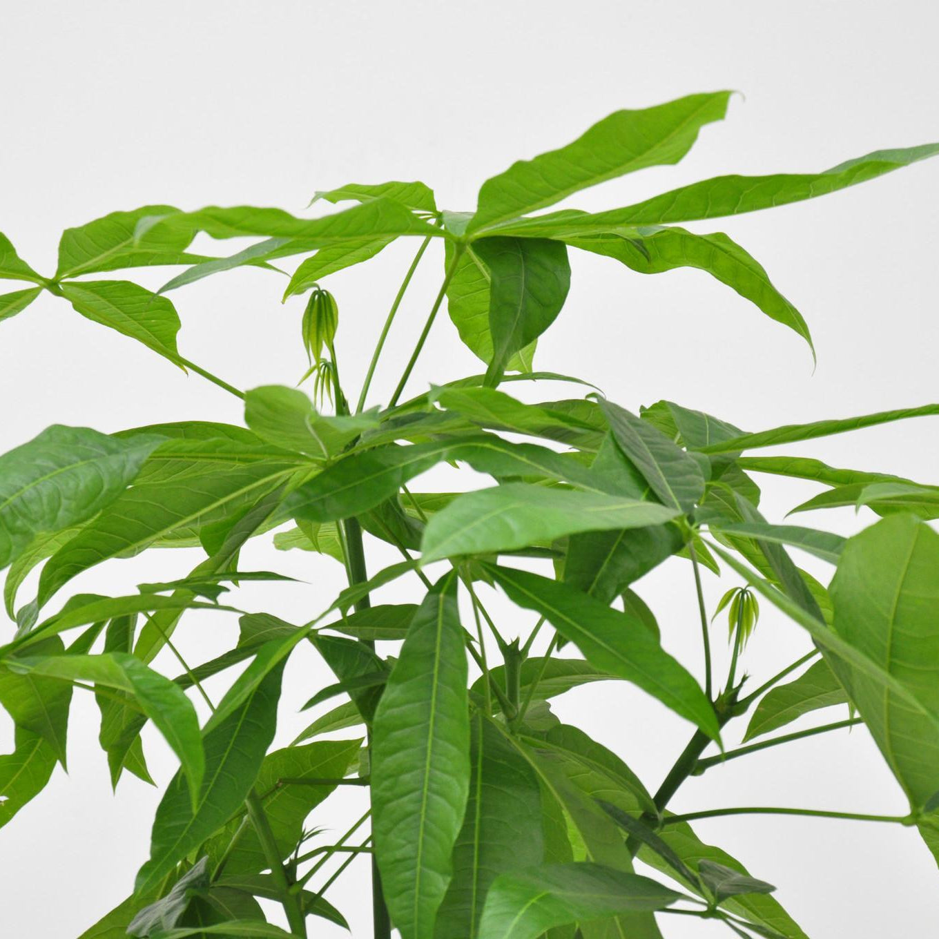 Pachira Aquatica ↕ 150 cm hoog  ⟷ 27 cm pot