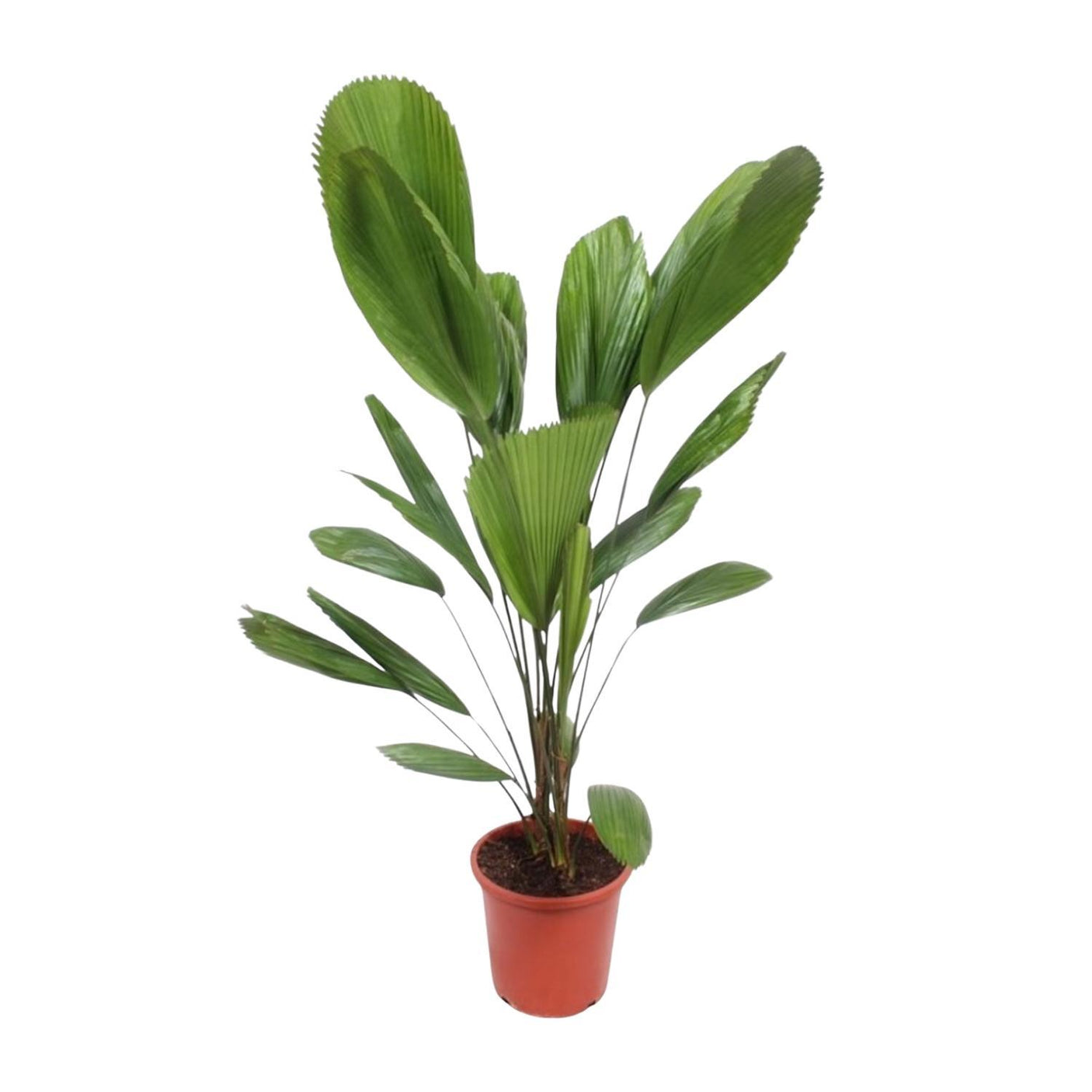 Licuala Grandis ↕ 100 cm hoog ⟷ 27 cm pot