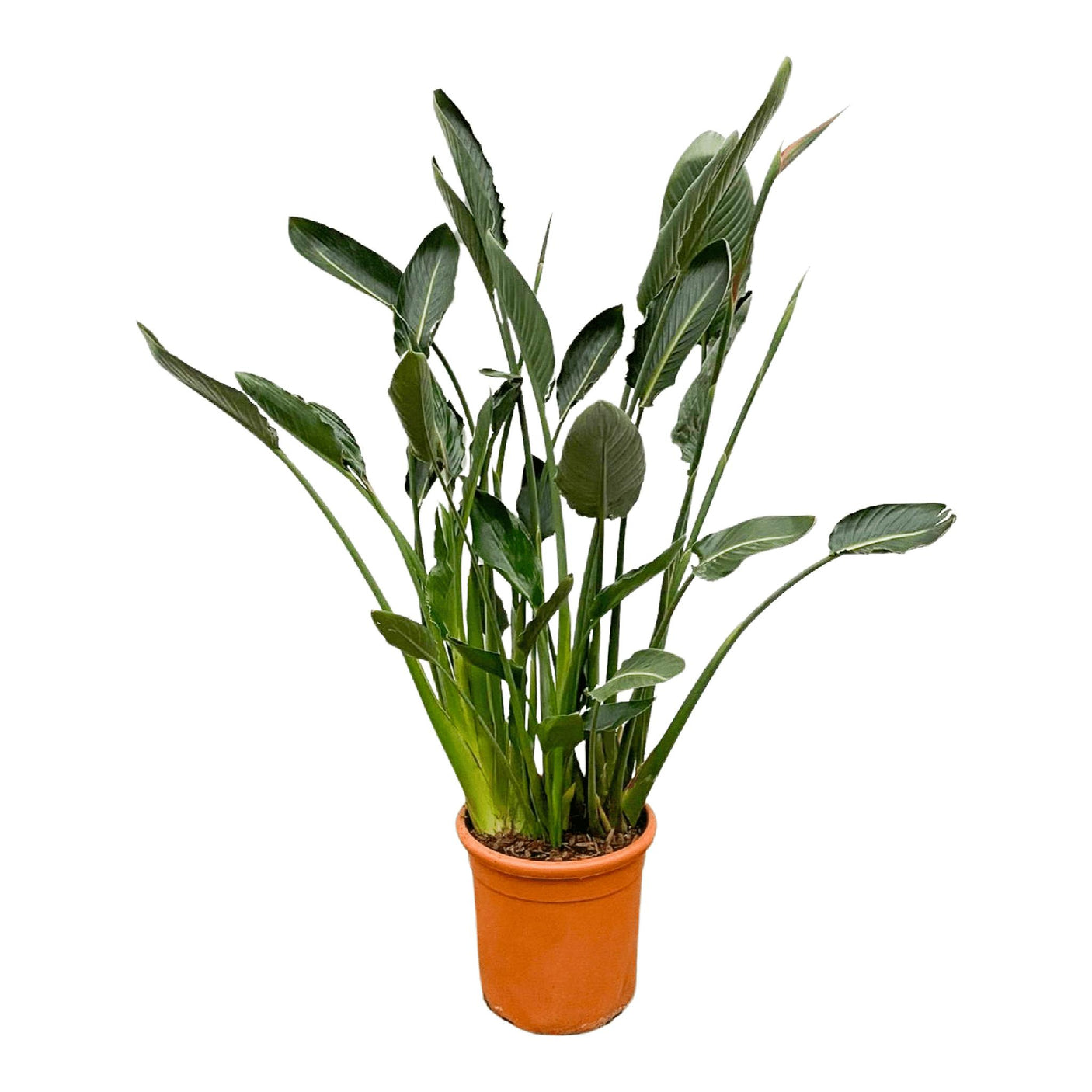 Strelitzia Reginae ↕ 160cm hoog  ⟷ 30 cm pot