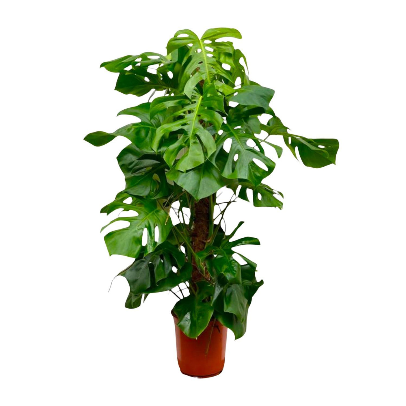Monstera Deliciosa  ↕ 150 cm hoog  ⟷ 27 cm pot