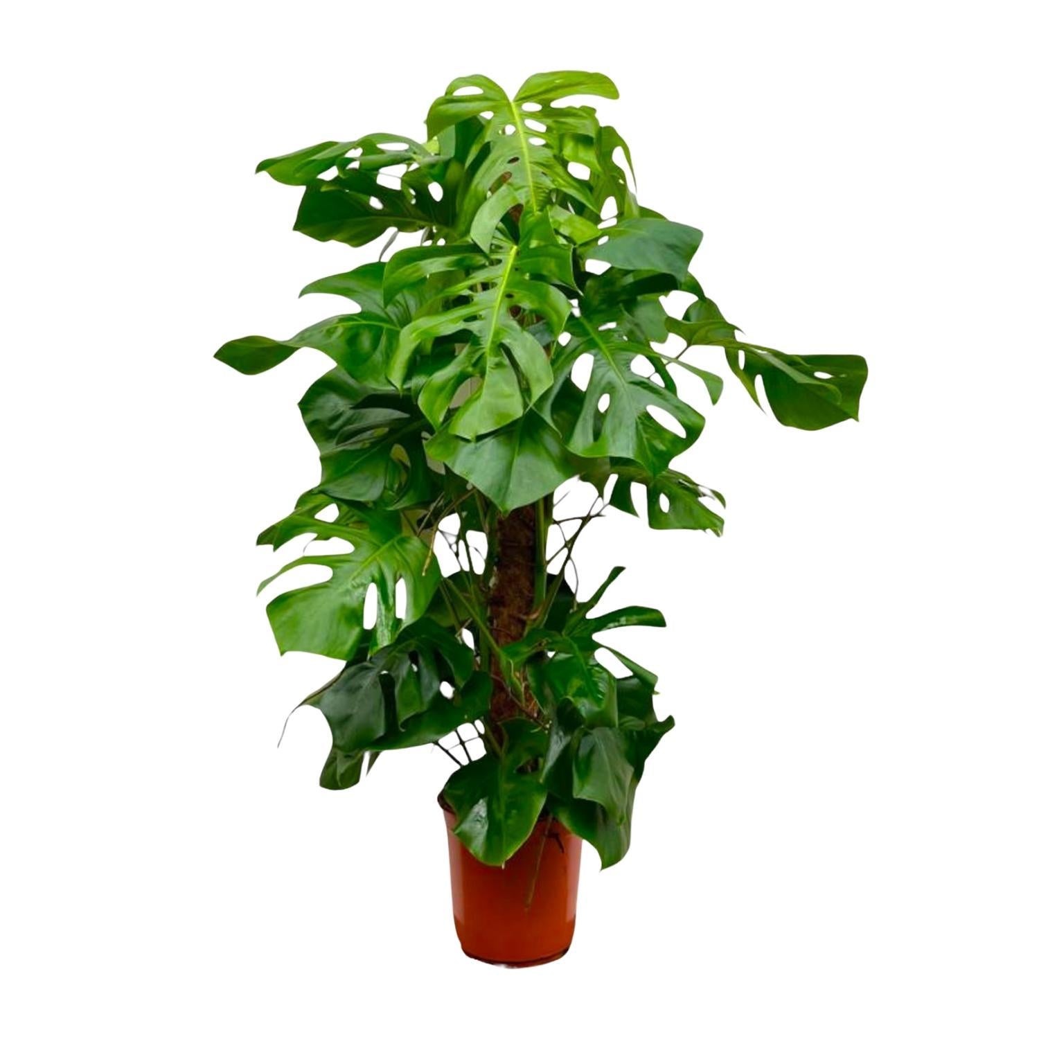 Monstera Deliciosa  ↕ 150 cm hoog  ⟷ 27 cm pot