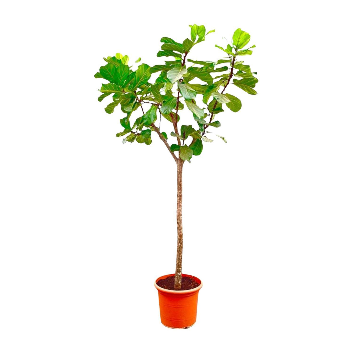 Ficus Lyrata boom ↕ 300 cm hoog  ⟷ 55 cm pot