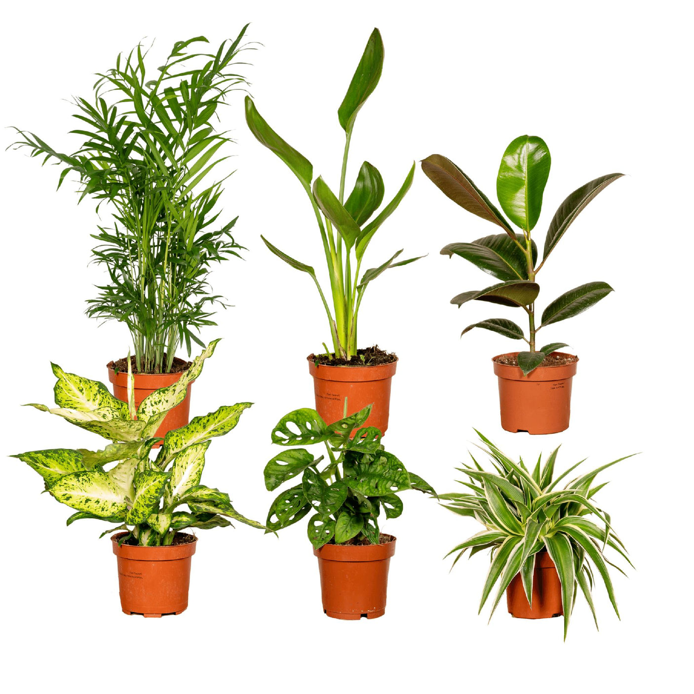 Plantaza Groene Verrassingsbox -↕ 35 cm hoog ⟷ 12 cm pot - 6 kamerplanten