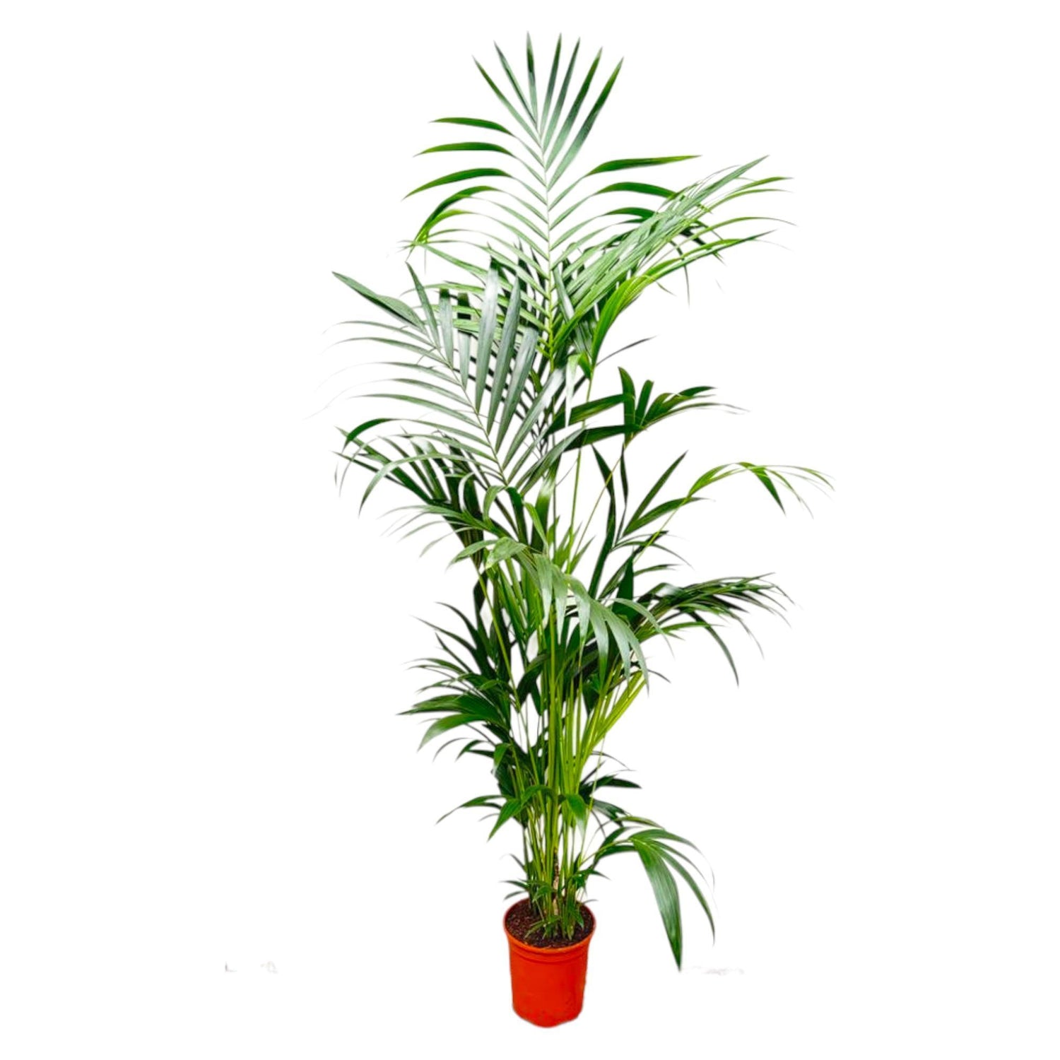 Kentia Palm ↕ 200 cm hoog  ⟷ 24 cm pot