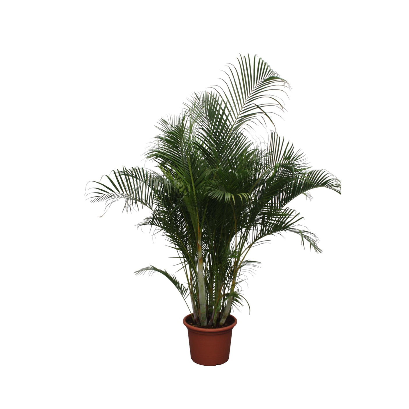 Dypsis Lutescens ↕ 280 cm hoog ⟷ 50 cm pot