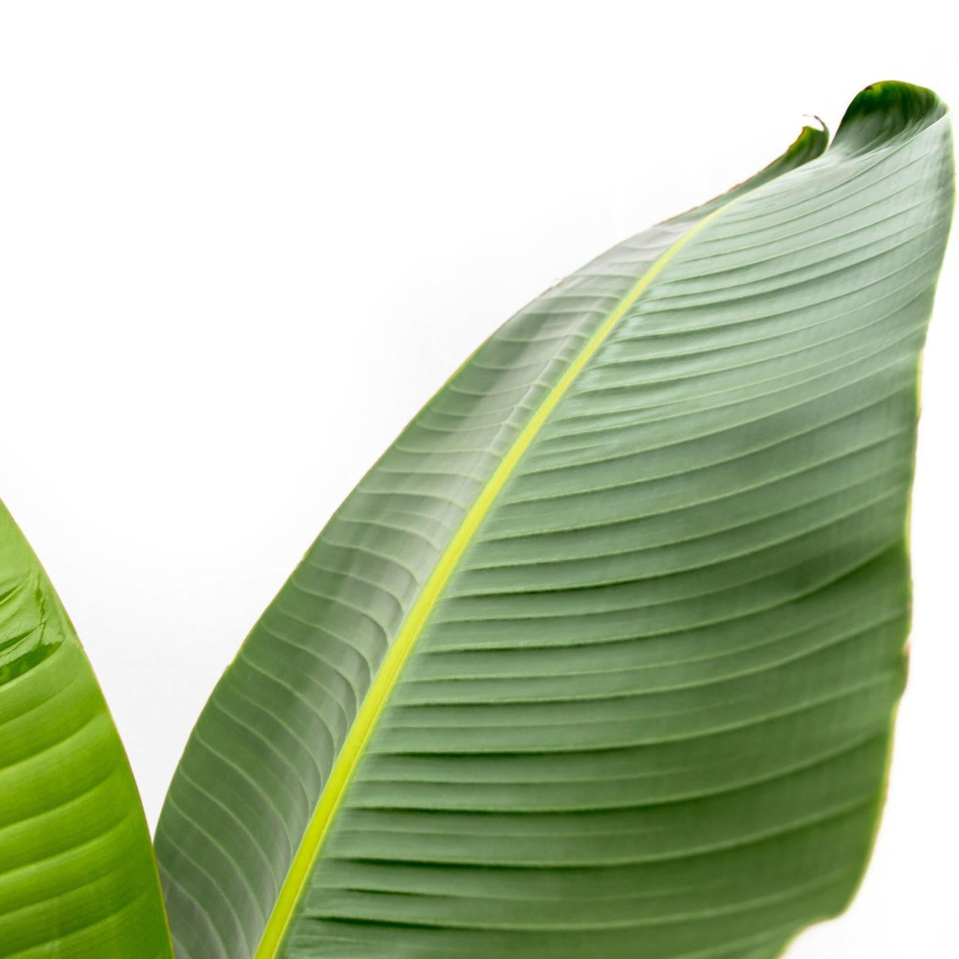 Strelitzia Augusta ↕ 160 cm hoog  ⟷ 28 cm pot