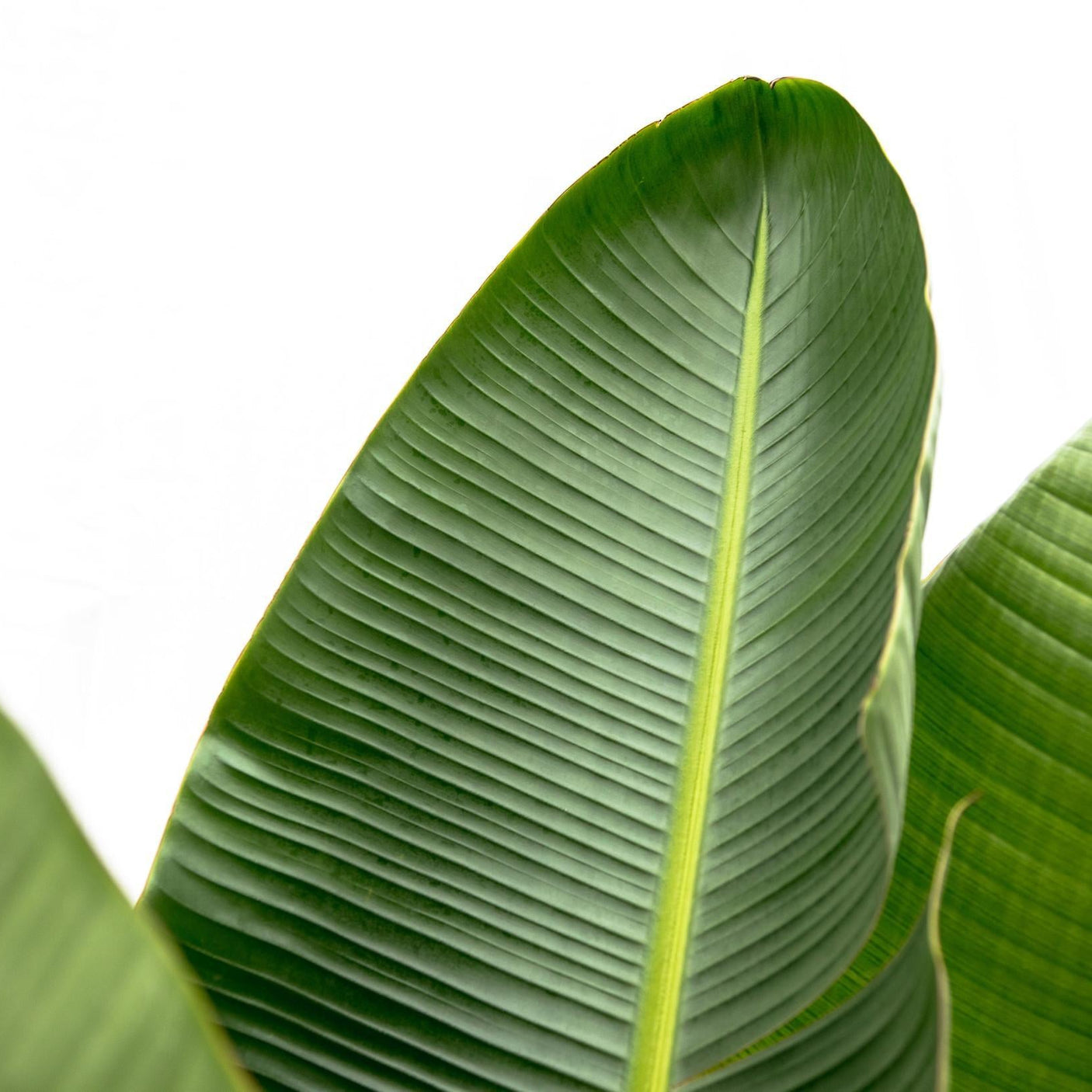 Strelitzia Augusta ↕ 160 cm hoog  ⟷ 28 cm pot