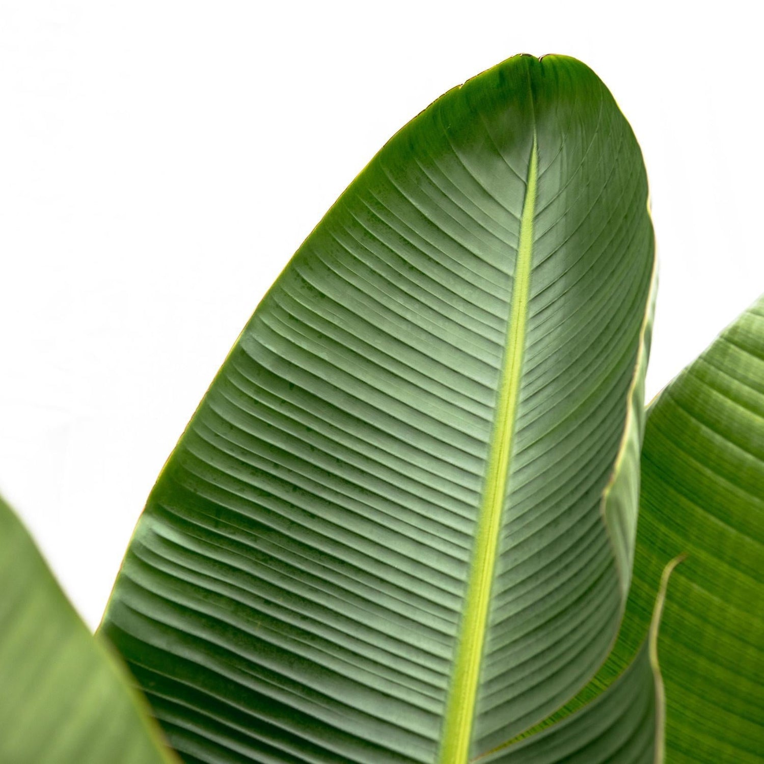 Strelitzia Augusta ↕ 160 cm hoog  ⟷ 28 cm pot