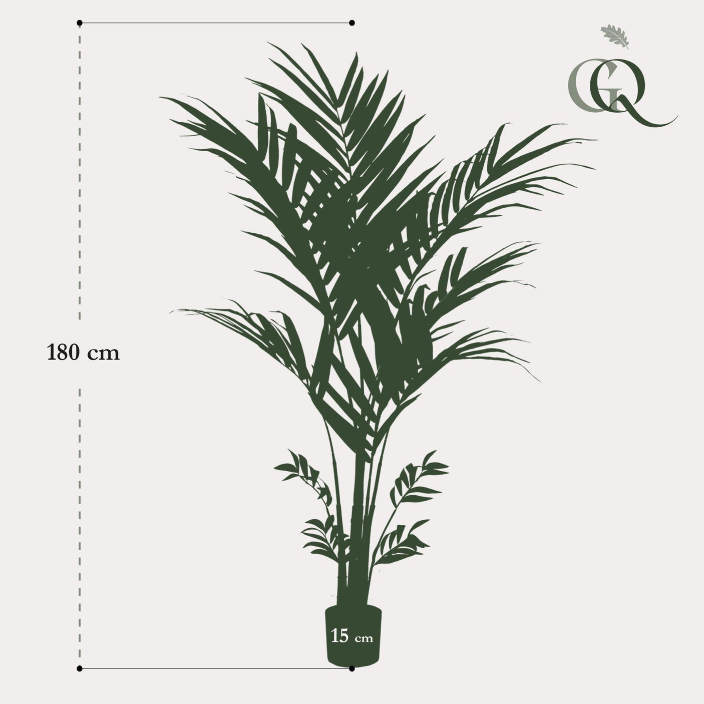 Kentia -Kentiapalm - ↕ 180cm hoog ⟷ 15 cm pot