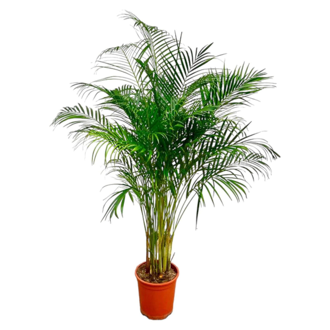 Dypsis Lutescens Areca Palm ↕ 180 cm hoog  ⟷ 24 cm pot