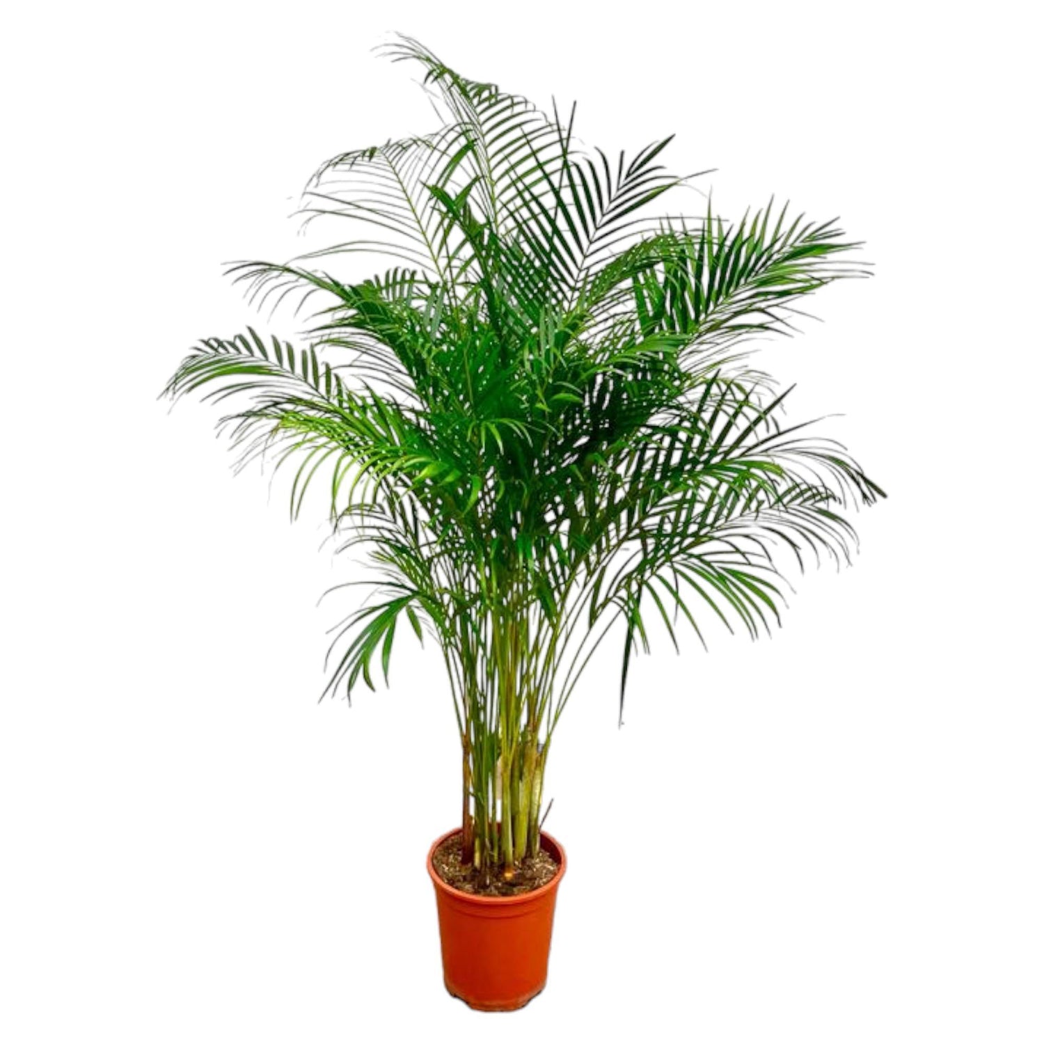 Dypsis Lutescens Areca Palm ↕ 180 cm hoog  ⟷ 24 cm pot