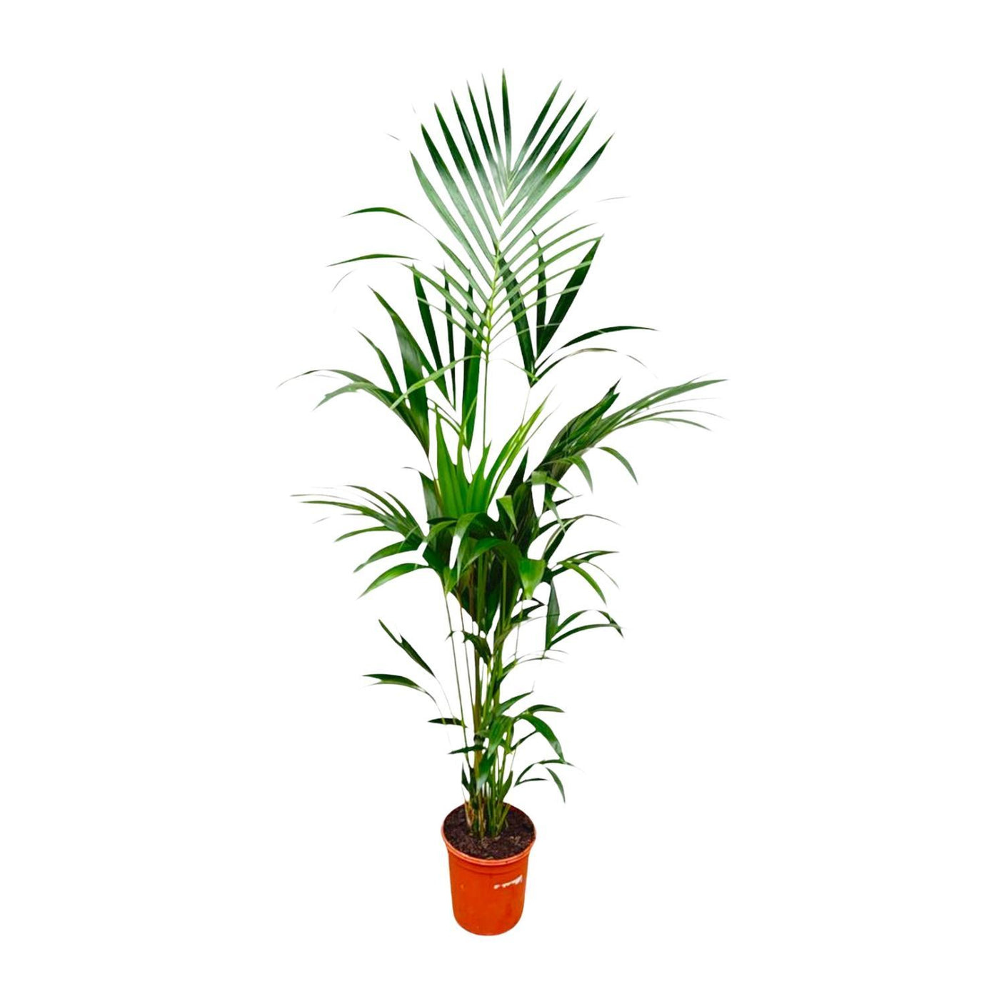 Kentia palm ↕ 180 cm hoog ⟷ 24 cm pot