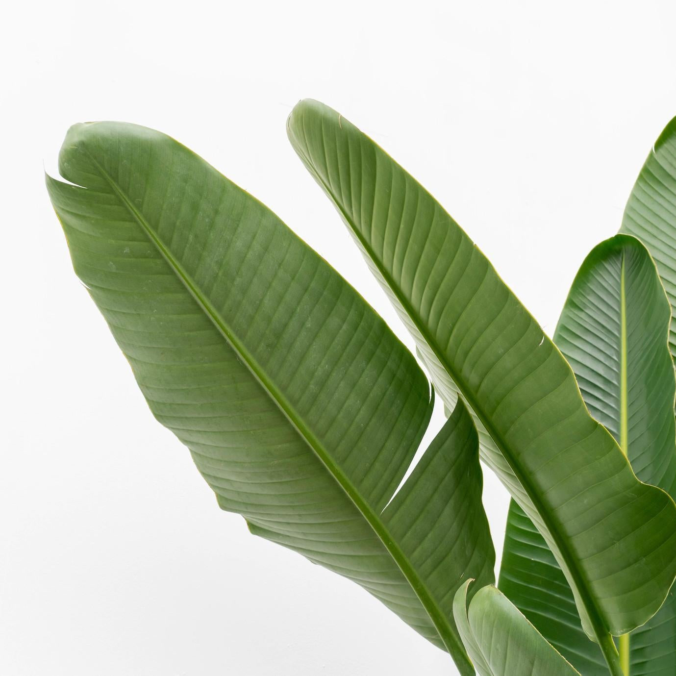 Strelitzia Augusta ↕ 160 cm hoog  ⟷ 28 cm pot